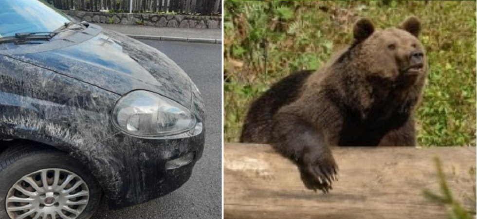 Indecente strumentalizzazione dalla politica dell'Alto Adige sui grandi carnivori''